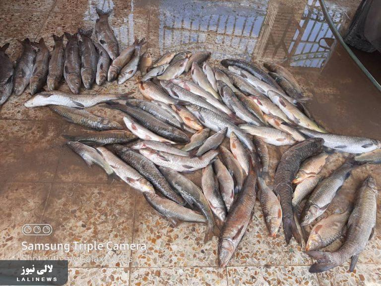 دستگیری ۶ متخلف صید ماهی در دریاچه سد گتوند + تصاویر