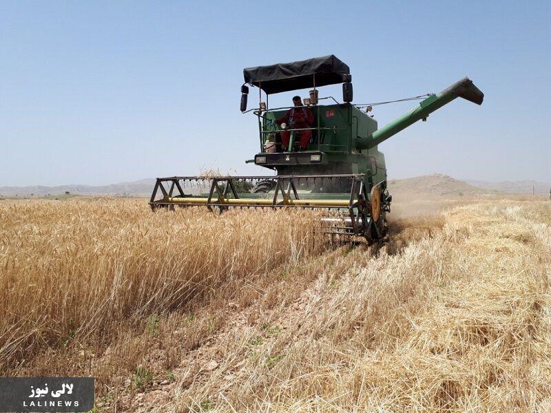 آغاز برداشت گندم از مزارع لالی/پیش بینی برداشت ۵ هزار تن گندم از مزارع شهرستان