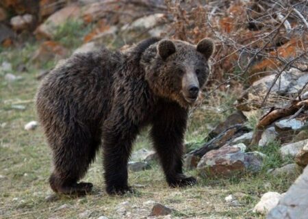 خرس‌های قهوه‌ای؛ کابوس این روزهای عشایر کوهرنگ/سه مورد حمله خرس در کمتر از۱۰ روز در کوهرنگ