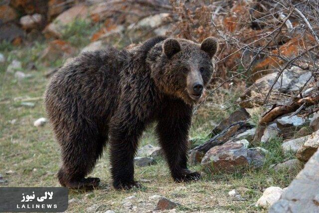 خرس‌های قهوه‌ای؛ کابوس این روزهای عشایر کوهرنگ/سه مورد حمله خرس در کمتر از۱۰ روز در کوهرنگ