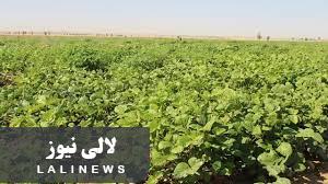 کشت 17 هکتار محصولات تابستانه در مزارع کشاورزی مناطق پلی و چم برکه شهرستان لالی
