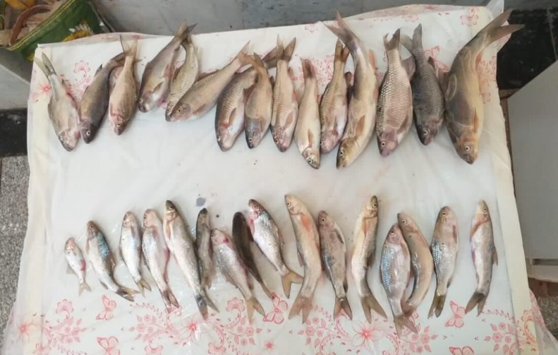 دستگیری متخلفین صید غیرمجاز ماهی به وسیله الکترو شوکر در شهرستان لالی + تصاویر