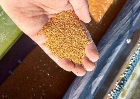 ازکشت دانه روغنی کاملینا برای اولین بار تا کاشت30 هکتاری گیاه علوفه ای ماشک در لالی