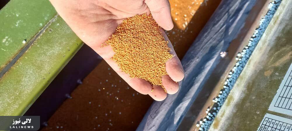 ازکشت دانه روغنی کاملینا برای اولین بار تا کاشت30 هکتاری گیاه علوفه ای ماشک در لالی