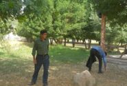 پاکسازی پارک لاله در دومین پنجشنبه جهادی شهرداری لالی