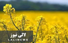 آغاز برداشت دانه روغنی کلزا از مزارع لالی/پیش بینی برداشت 300 تن محصول از مزارع شهرستان