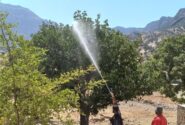 عملیات مبارزه با آفات برگخوار سفید در جنگلهای بلوط شهرستان لالی