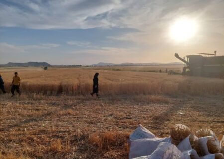 افزایش برداشت محصولات زراعی / کشت و برداشت بیش از 3 تن دانه روغنی کاملینا برای اولین بار در لالی
