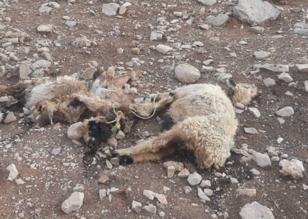 حمله پلنگ به گوسفندان در بخش حتی/تلف شدن پنج راس گوسفند در منطقه مراد باور