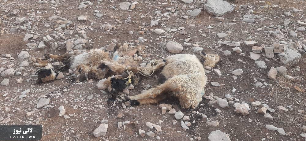 حمله پلنگ به گوسفندان در بخش حتی/تلف شدن پنج راس گوسفند در منطقه مراد باور
