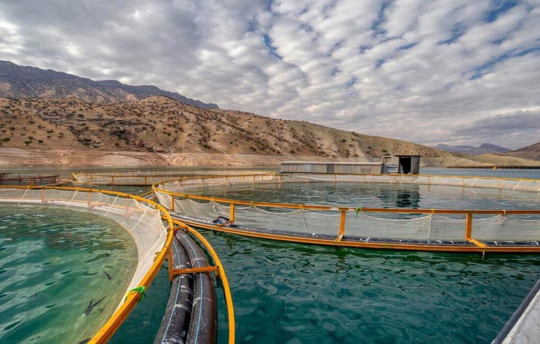 بازدید رئیس سازمان شیلات ایران از مناطق شیلاتی اندیکا و لالی با هدف پرورش ماهی در دریاچه های موجود