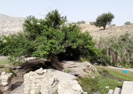 پرونده ۵ اثرطبیعی خوزستان درشورای ملی ثبت آثار تصویب شد / ثبت درخت توت کهنسال آرپناه شهرستان لالی در آثار ملی