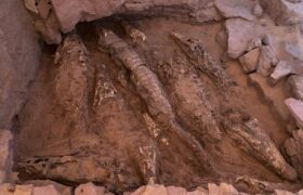کشف ۱۰ مومیایی کروکودیل در مصر