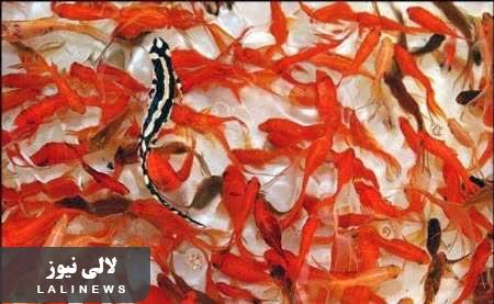 ممنوعیت خرید و فروش گونه‌های جانوری حیات وحش در نوروز / از رها سازی ماهی قرمز در رودخانه ها خودداری شود