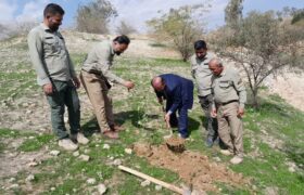 کاشت ۱۰۰ اصله نهال در منطقه جنگل کاری خواجه آباد لالی به مناسبت هفته منابع طبیعی
