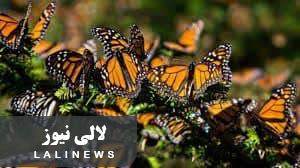 بارشهای طولانی مدت دلیل افزایش تعداد پروانهها در محیط است