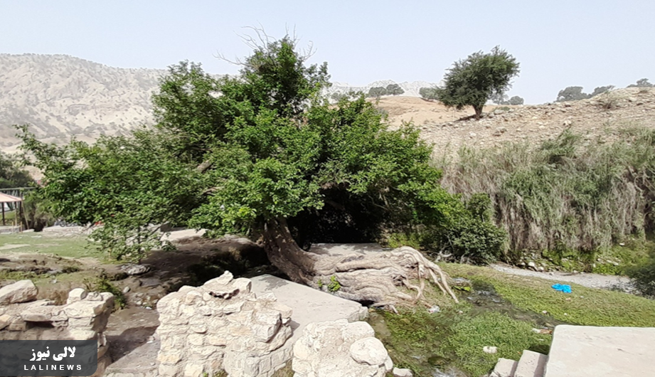 درخت توت ۵۰۰ ساله آرپناه در شهرستان لالی