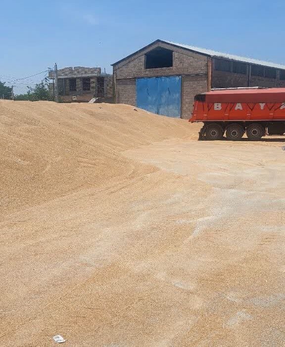 رکورد جدید در خرید گندم از کشاورزان/خرید بیش از ۱۰ هزار تن گندم در لالی