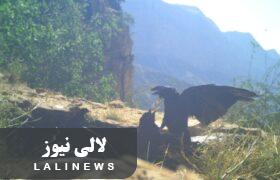 ثبت هفت گونه جدید جانوری توسط دوربین های تله ای در کوهستان های شهرستان لالی