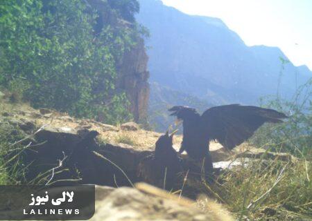 ثبت هفت گونه جدید جانوری توسط دوربین های تله ای در کوهستان های شهرستان لالی