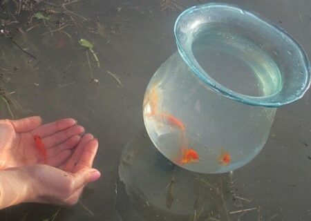 شهروندان عزیز از رهاسازی ماهی های قرمز خود در رودخانه‌ها خودداری کنند