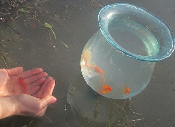 شهروندان عزیز از رهاسازی ماهی های قرمز خود در رودخانه‌های شهرستان خودداری کنند