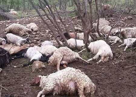تلف شدن ۳۰ راس گوسفند در پی بارش‌های سیل آسای اخیر در بخش حتی شهرستان لالی